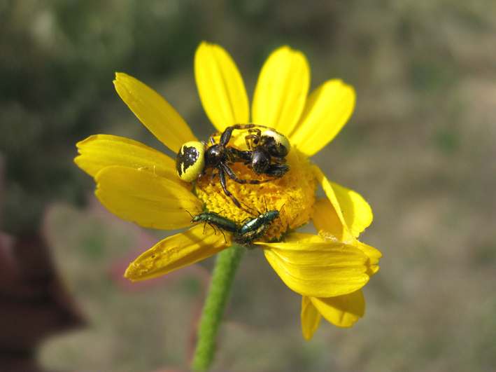 amore (Psylotrix) e morte (Synema globosum)